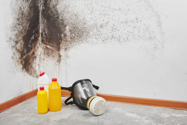 Best Residential Mold Remediation in Winslow, AZ